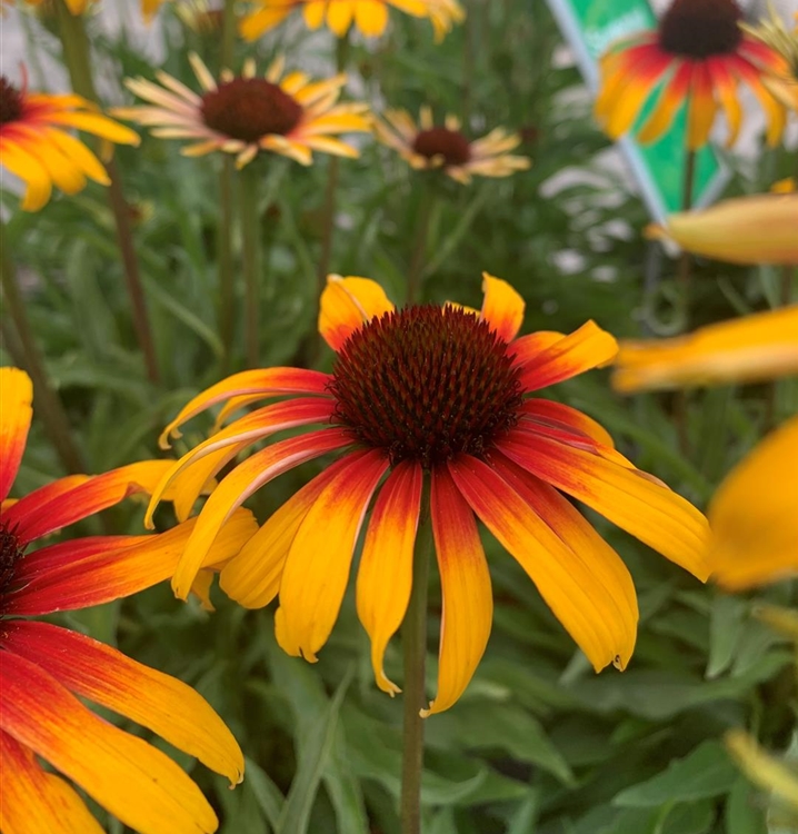 Echinacea Purpurea Parrot Sonnenhut Gartenpflanzen Daepp 4044