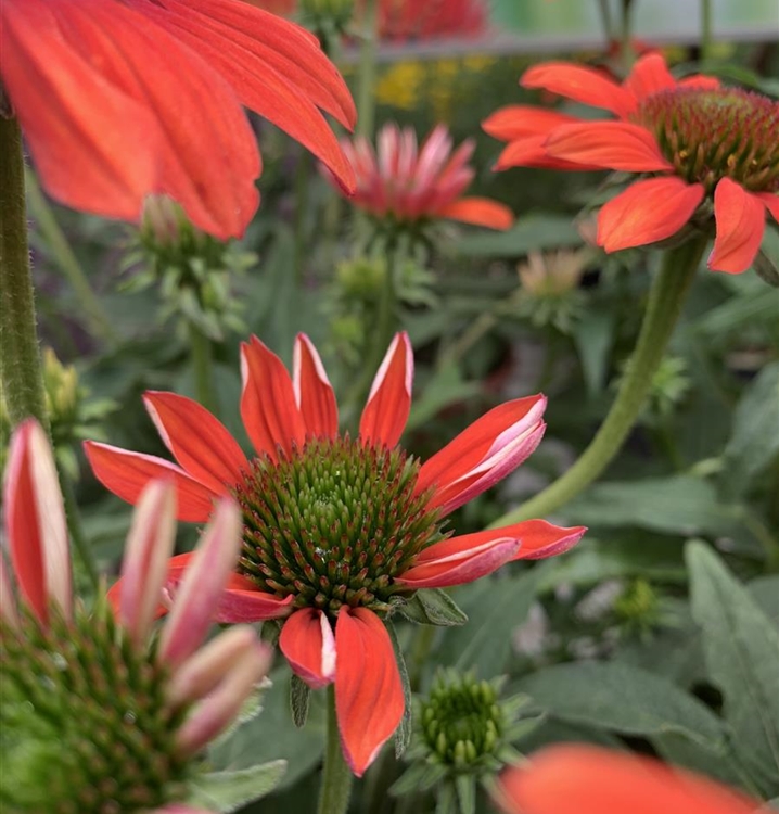 Echinacea Purpurea Red Pearl Sonnenhut Gartenpflanzen Daepp 9706