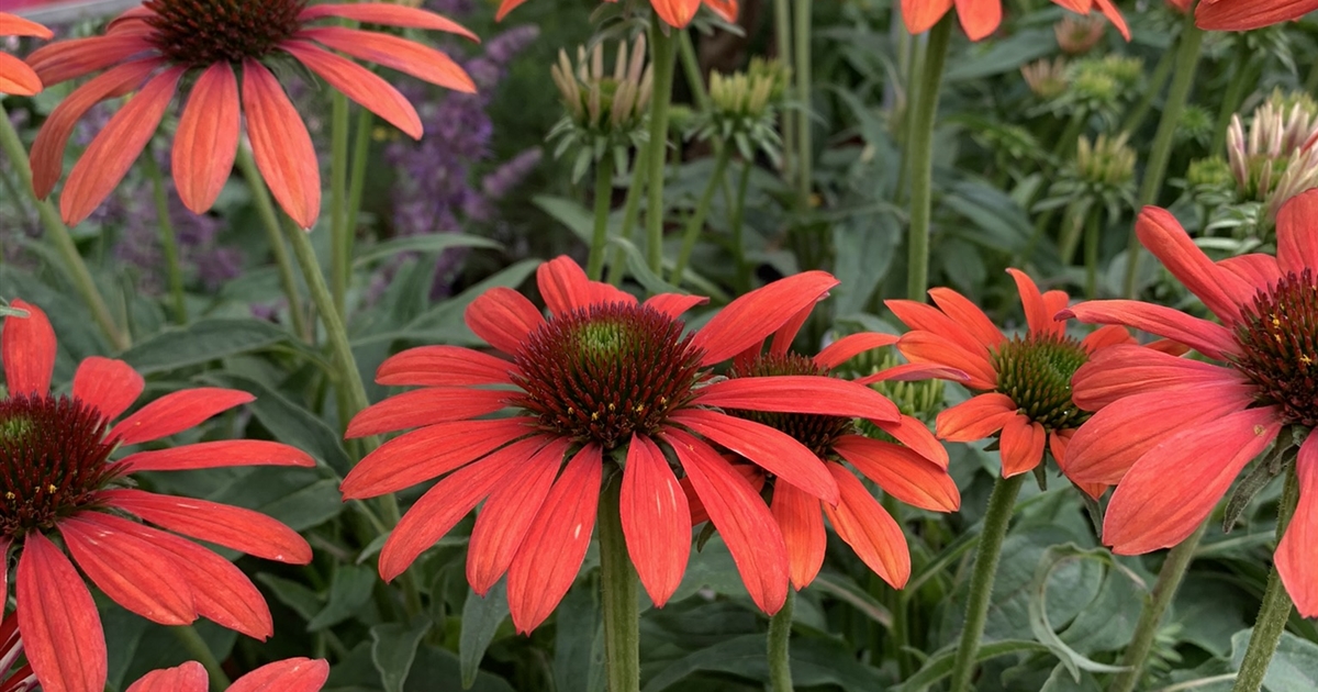 Echinacea Purpurea Red Pearl Sonnenhut Gartenpflanzen Daepp 8735