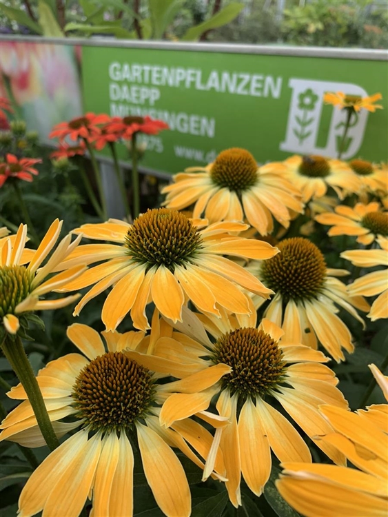 Echinacea Purpurea Golden Skipper Sonnenhut Gartenpflanzen Daepp 1275