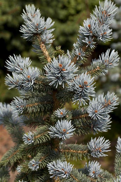 Picea pungens oldenburg описание и фото