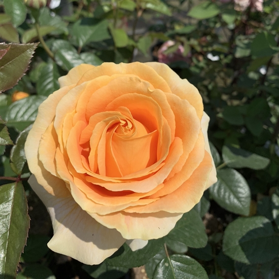 Rosa (Teehybride) \'Augusta Luise\', Grossblumige - Daepp Gartenpflanzen Rose
