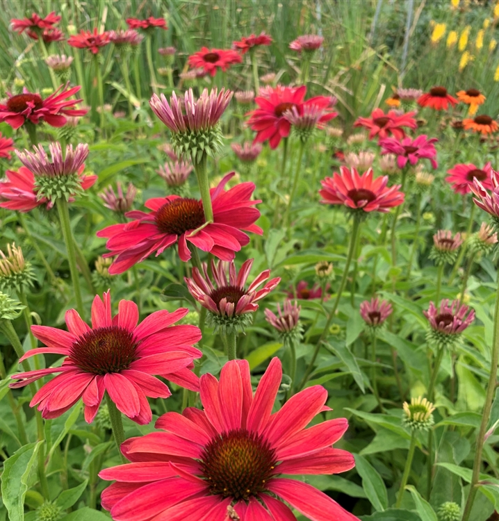 Echinacea Purpurea Sweet Meadow Mama Sonnenhut Gartenpflanzen Daepp 0766