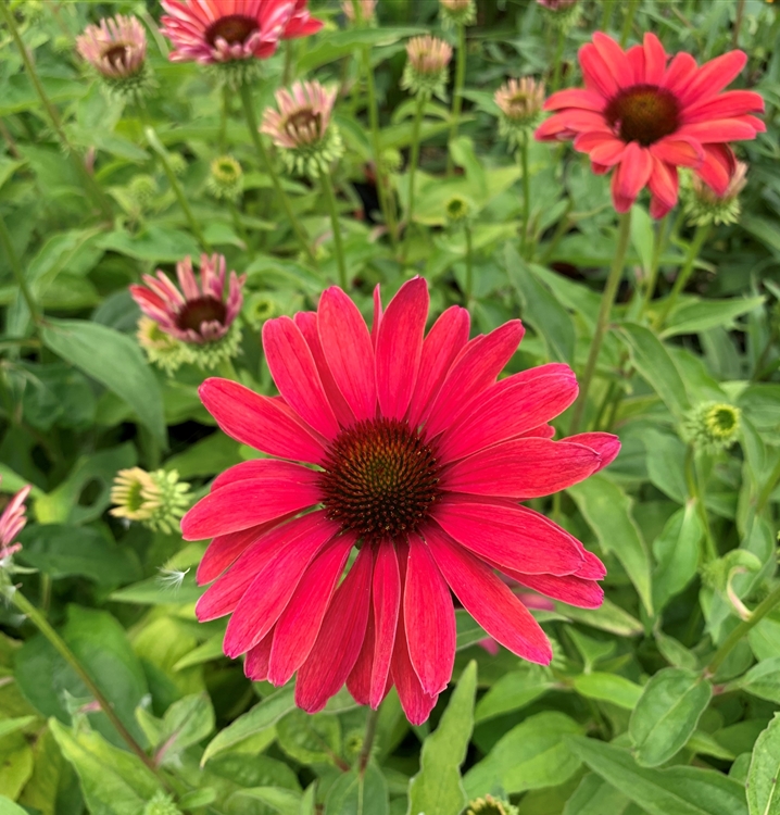 Echinacea Purpurea Sweet Meadow Mama Sonnenhut Gartenpflanzen Daepp 4480