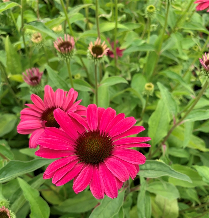 Echinacea Purpurea Sweet Meadow Mama Sonnenhut Gartenpflanzen Daepp 1984