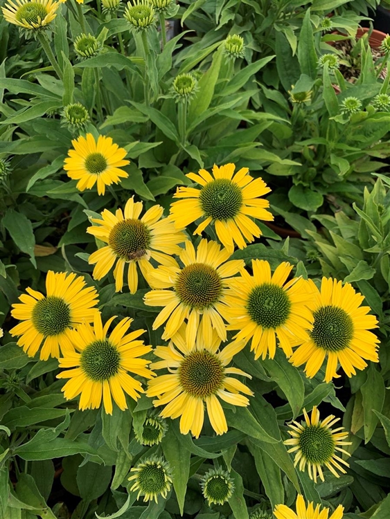 Echinacea Purpurea Yellow Pearl Sonnenhut Gartenpflanzen Daepp 2885