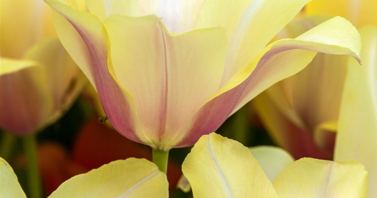 Tulipa Blushing Lady Tulpe Gartenpflanzen Daepp