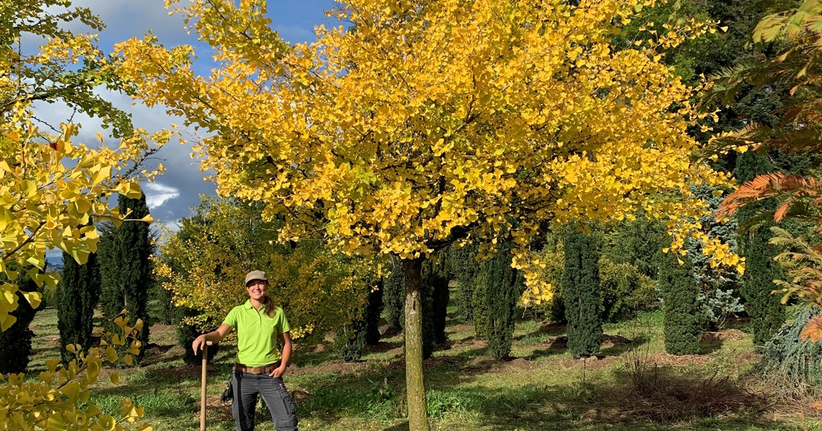 Ginkgo biloba Nr 434 Mädchenhaarbaum Gartenpflanzen Daepp