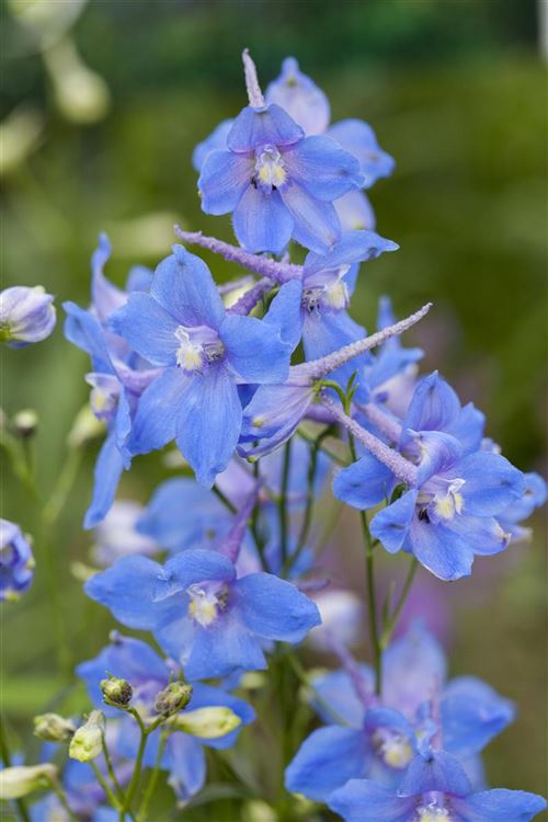 Delphinium Belladonna Gruppe Ballkleid Rittersporn Gartenpflanzen Daepp 