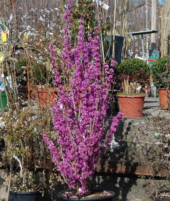 Cercis Chinensis Avondale Chinesischer Judasbaum Gartenpflanzen Daepp