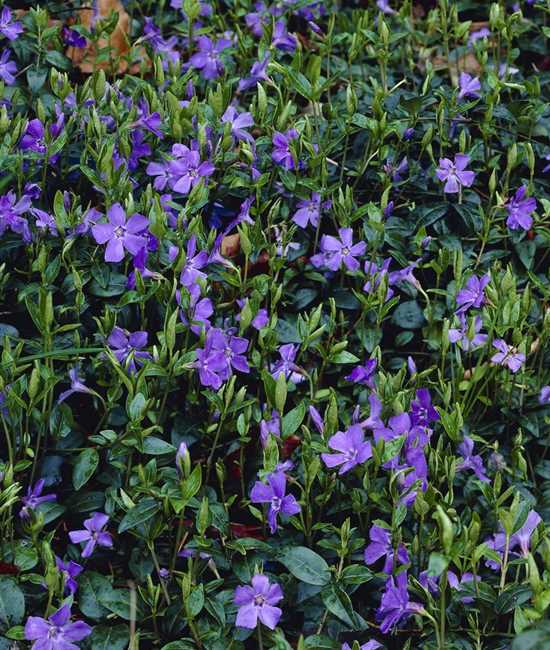 Vinca Balcanica Balkan Immergrun Gartenpflanzen Daepp