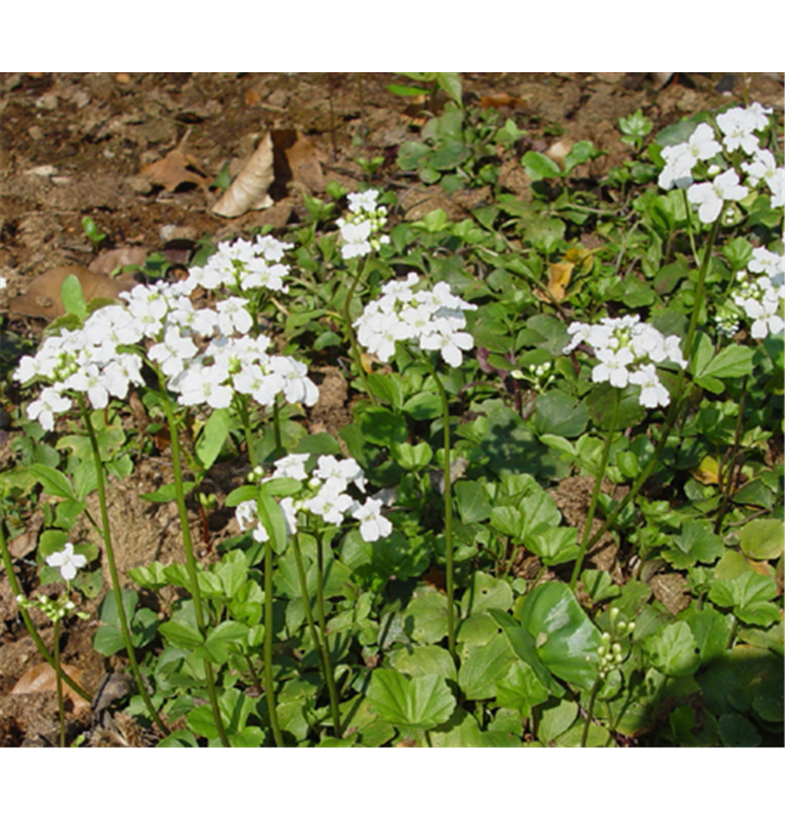 Cardamine Trifolia Dreiblättriges Schaumkraut Gartenpflanzen Daepp