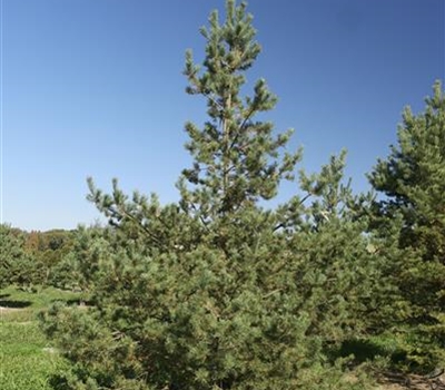 Pinus sylvestris 'Norska' Nr. 114