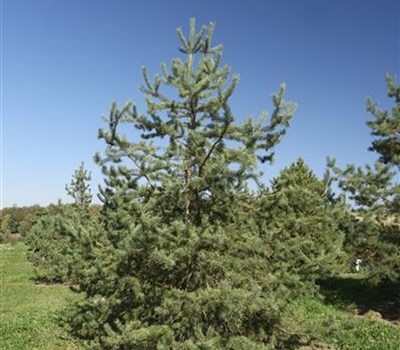 Pinus sylvestris 'Norska' Nr. 404