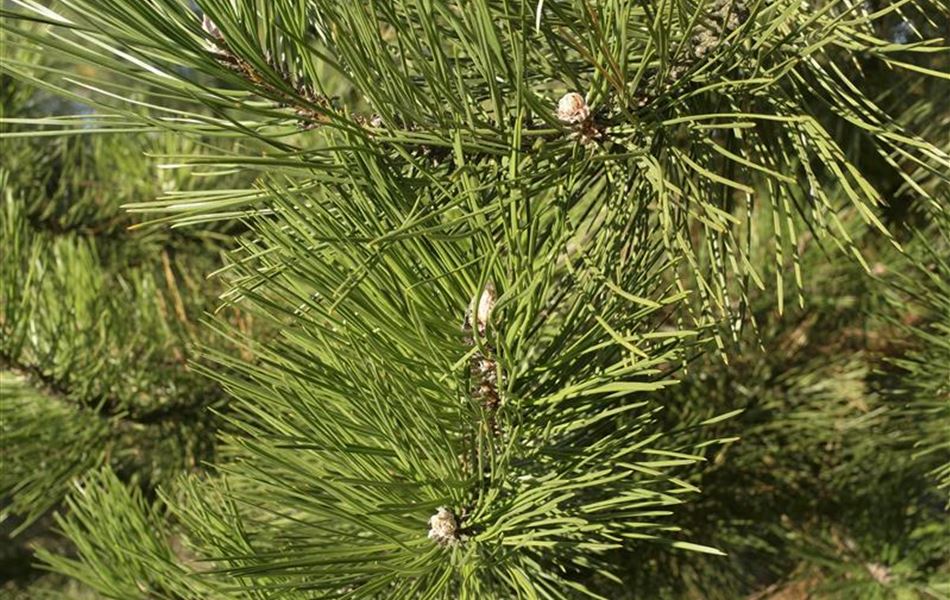 Pinus nigra subsp. nigra