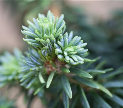 Abies balsamea 'Piccolo'