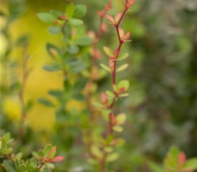 Berberis buxifolia 'Nana'