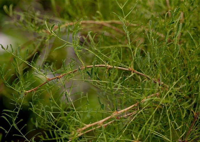 Caragana arborescens