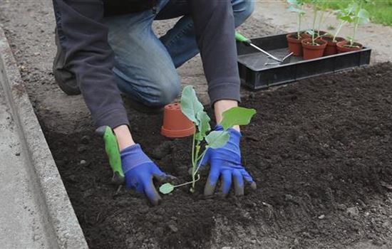 Der Nutzgarten kommt zurück 