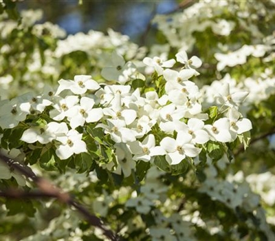 Cornus florida