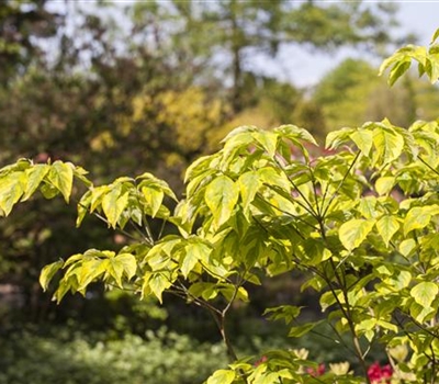 Cornus florida 'Rainbow'