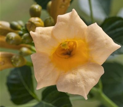 Campsis radicans 'Flava'