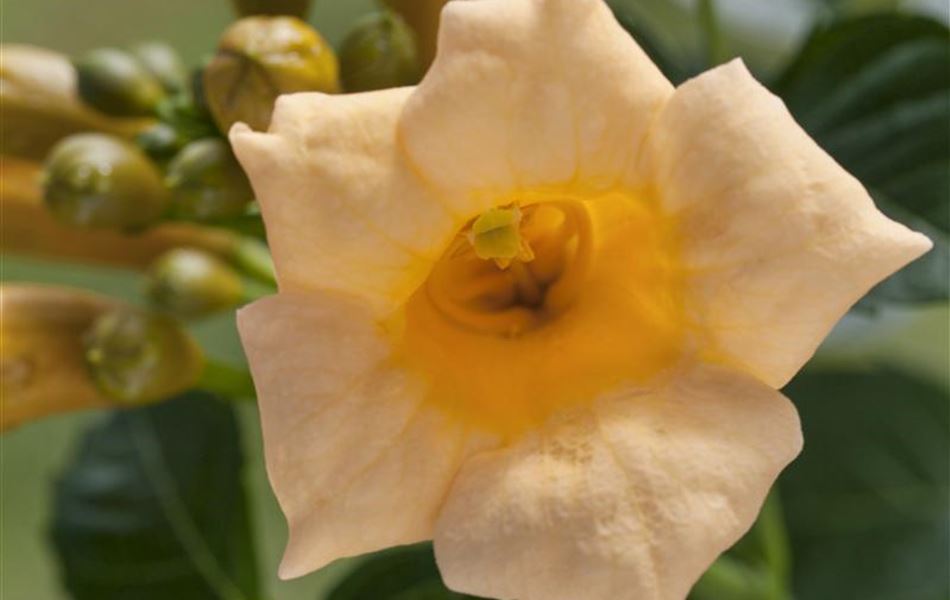 Campsis radicans 'Flava'