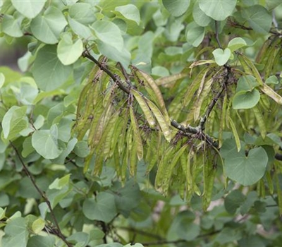 Cercis siliquastrum