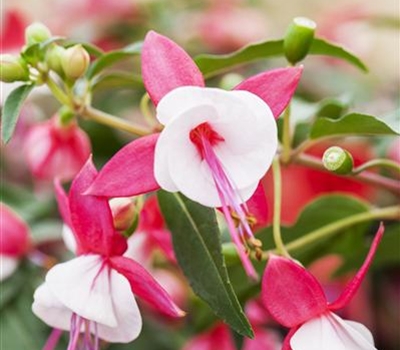 Fuchsia 'Tom Thumb'