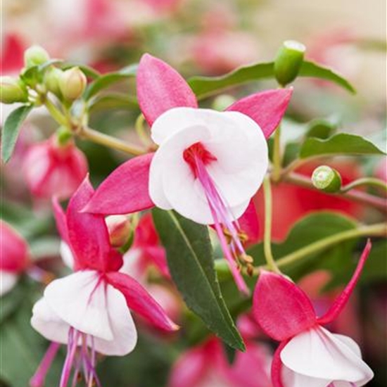 Fuchsia 'Tom Thumb'