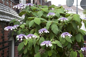 Hydrangea aspera 'Macrophylla'