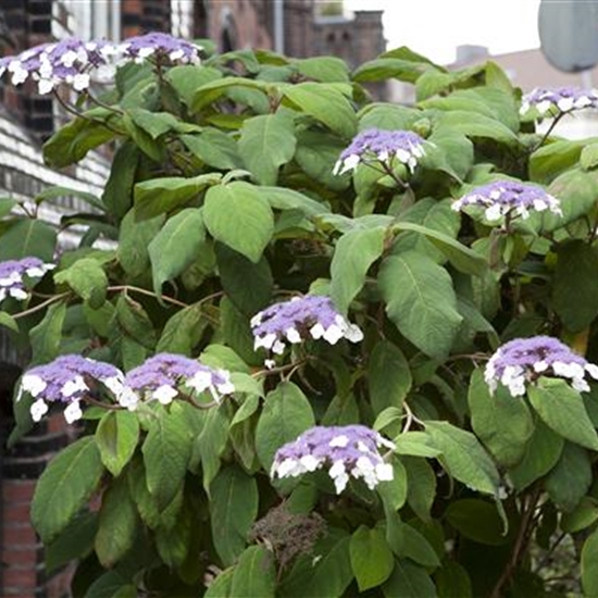 Hydrangea aspera 'Macrophylla'