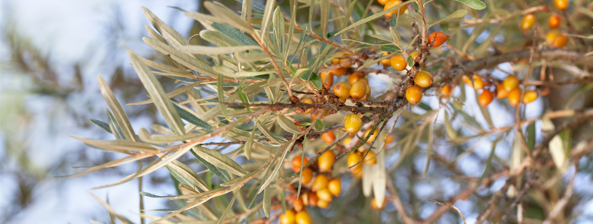 Hippophae rhamnoides 'Leikora'