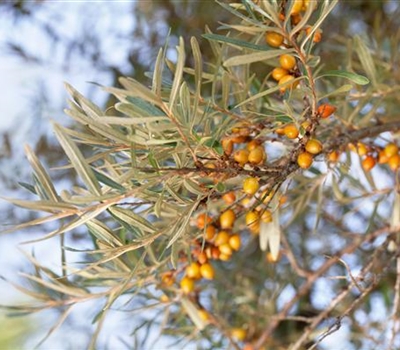 Hippophae rhamnoides 'Leikora'