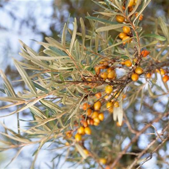 Hippophae rhamnoides 'Leikora'