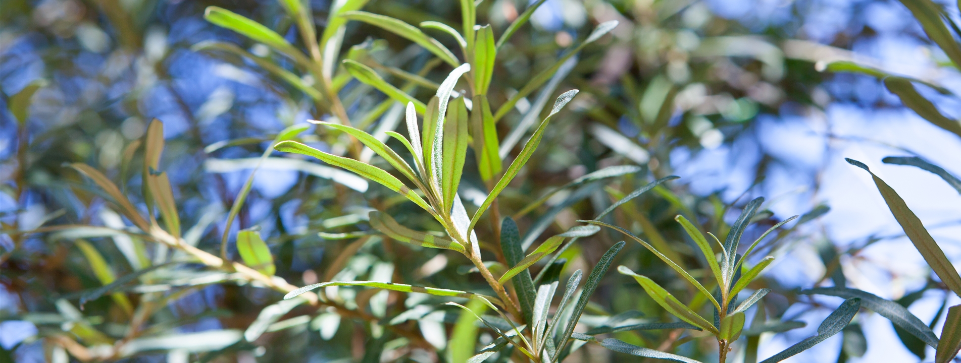 Hippophae rhamnoides 'Pollmix'