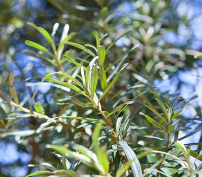 Hippophae rhamnoides 'Pollmix'