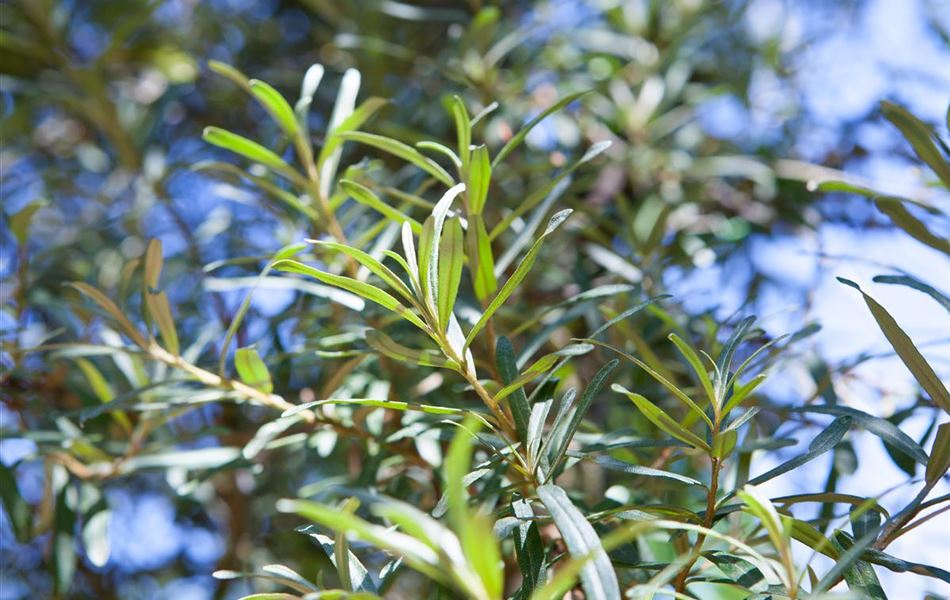 Hippophae rhamnoides 'Pollmix'