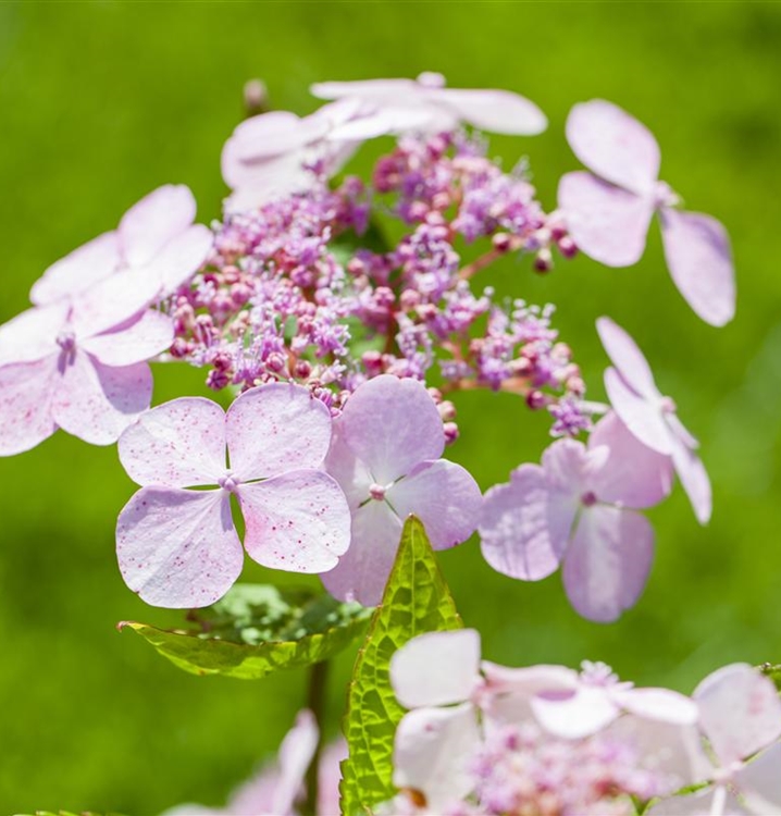 Hortensie