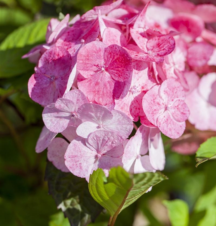 Hortensie