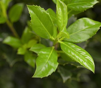 Ilex aquifolium 'J.C. van Tol'