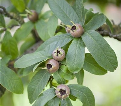 Mespilus germanica