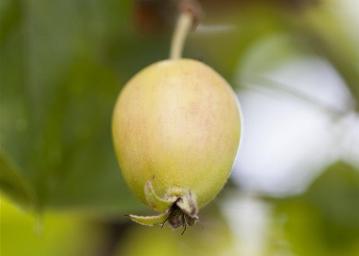 Malus 'John Downie'