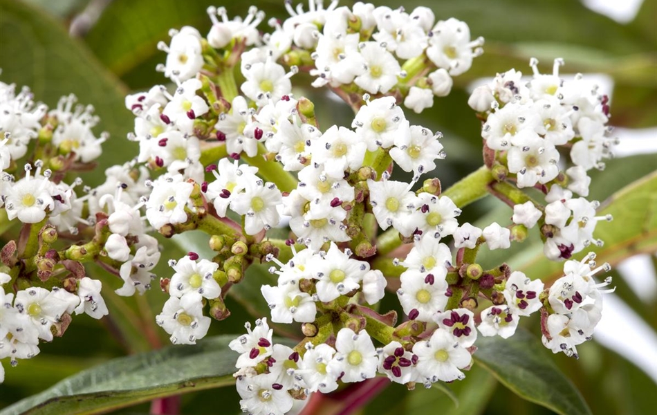 Viburnum davidii