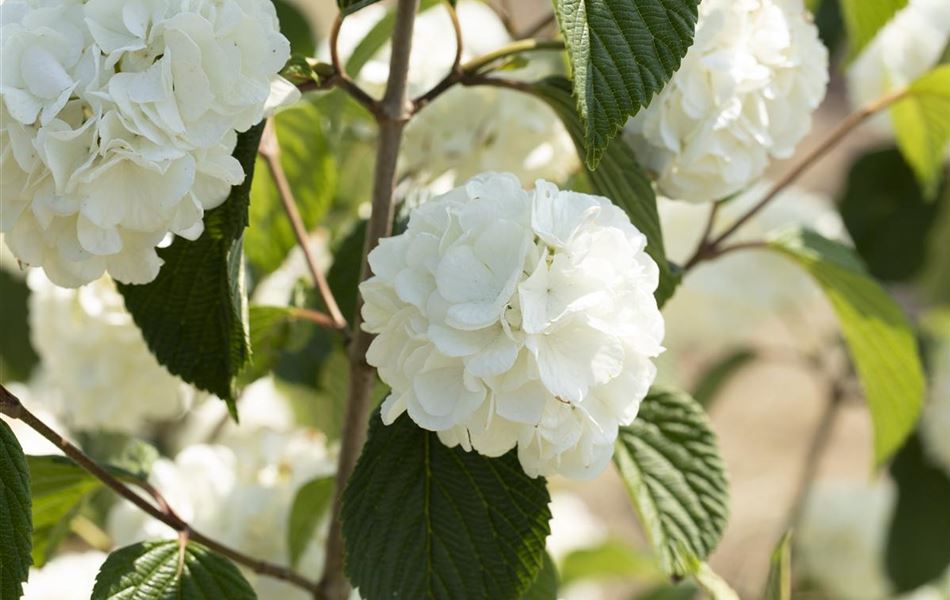 Viburnum plicatum 'Grandiflorum'