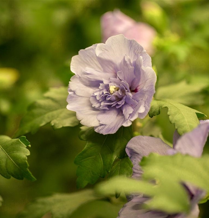 Hibiscus, Eibisch