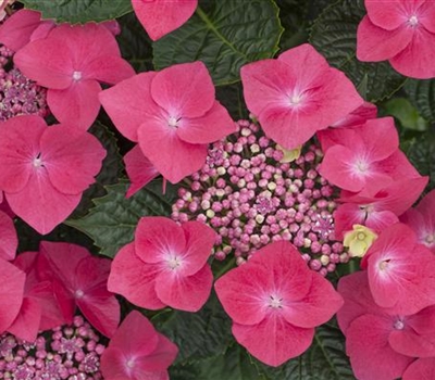 Hydrangea macrophylla 'Kardinal'