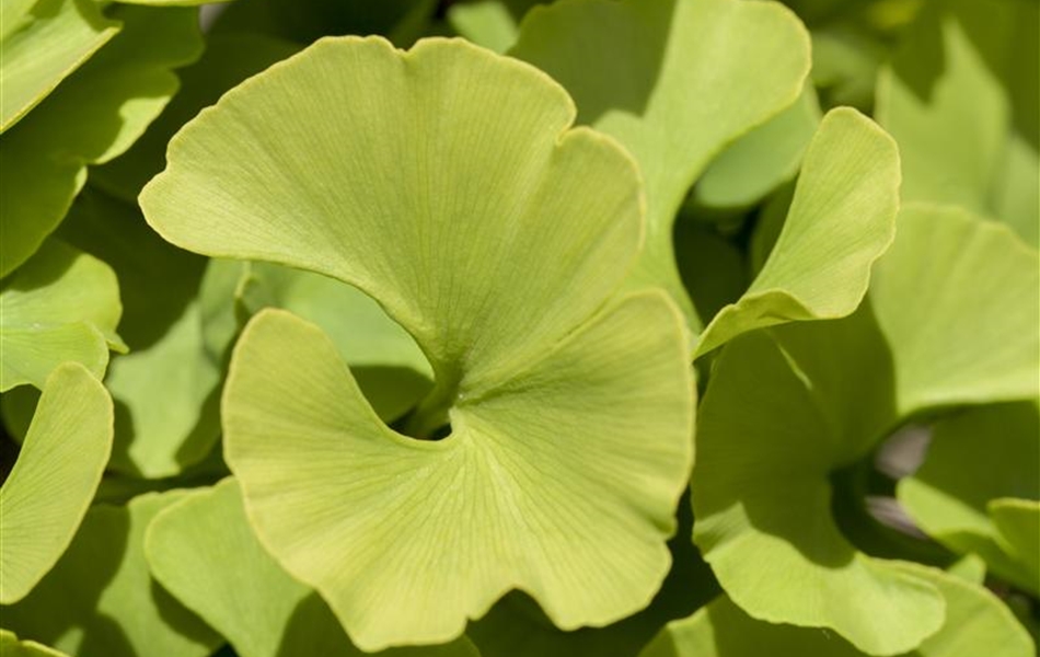 Ginkgo biloba 'Mariken'