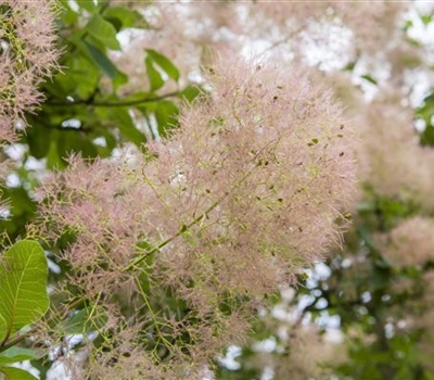 Cotinus coggygria