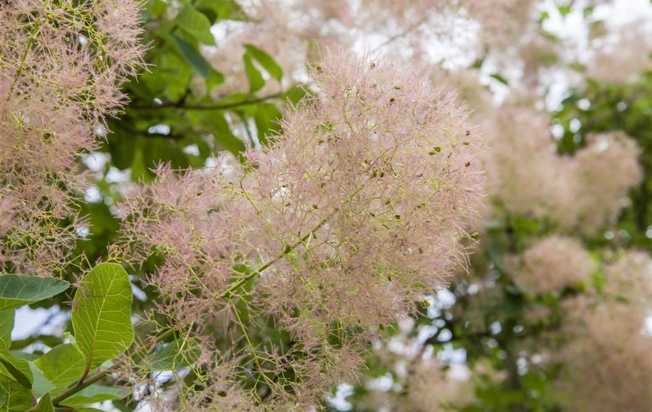 Cotinus coggygria